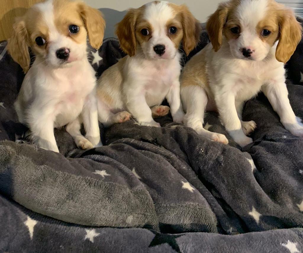 kc registered cavalier king charles puppies for sale